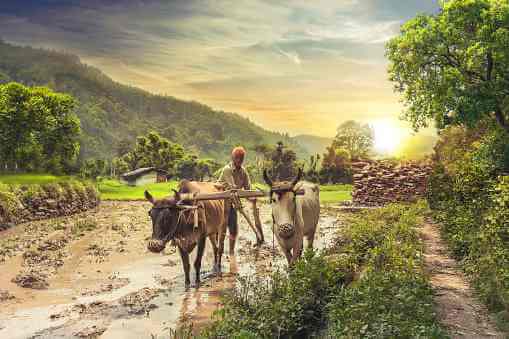  Moral Stories In Hindi. The Man And Cow.
शेख फरीद और चार शिष्य